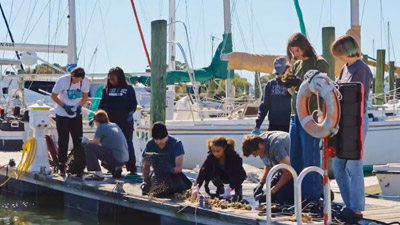 Oyster Gardening with the Chesapeake Bay Foundation