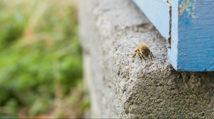 Silence of the Bees