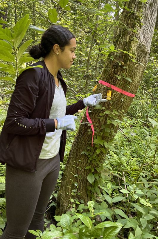 No Need to Fear these Wasps, Unless You're an Emerald Ash Borer